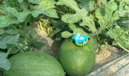 网红大瓜下载 吃瓜盒子破解版 网红大瓜图片,吃瓜盒子破解版与图片生成背后的秘密